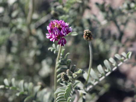 new sprouts in dunes