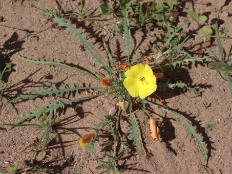 Vixcaino Sun Cup flowers