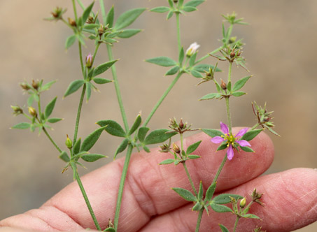 Fagonia flowers and stem