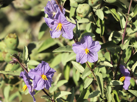 Baja California Nightshade