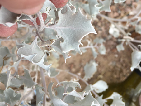 Leaves of Atriplex hymenelytra