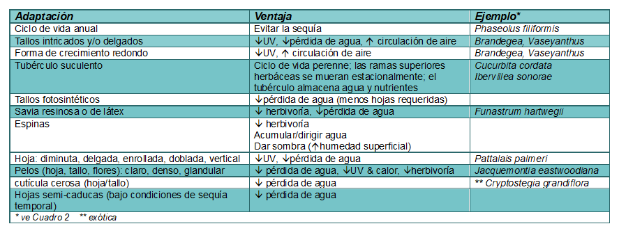 Cuadro 3. Adaptaciones de plantas comunes del desierto y ejemplos de taxones de enredadera