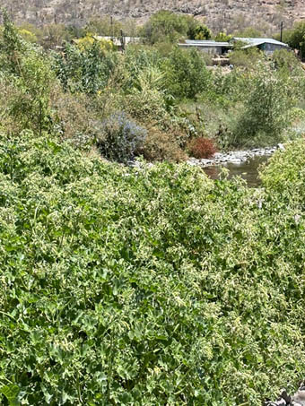 Dense vegetation along the streambed