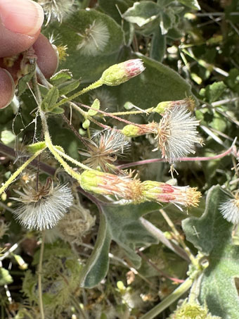 Brickellia flowers and fruit