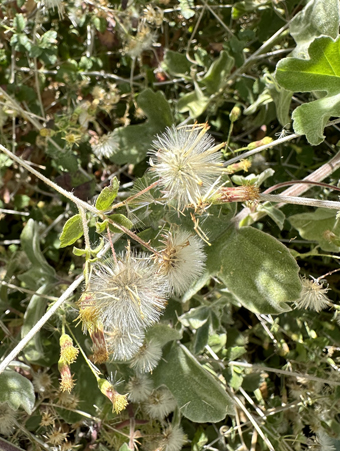 Brickellia flowers and fruit