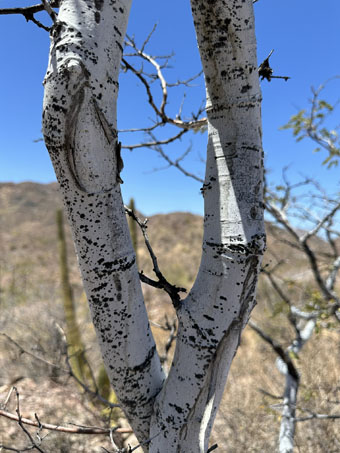 Palo Blanco trunks