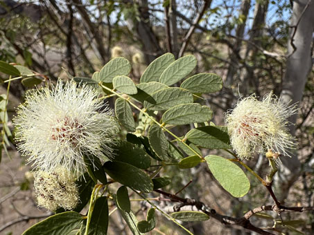 Palo Blanco leaves and flowers
