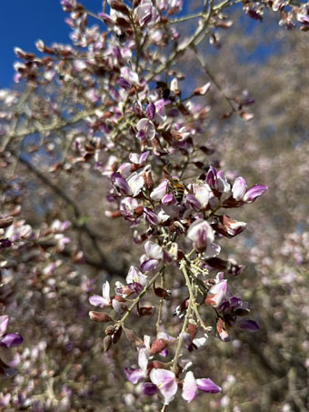 Desert Ironwood flowers