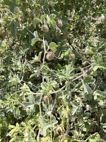 Passionflower vines