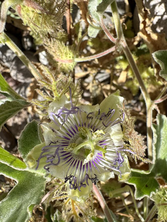 Passionflower in bloom