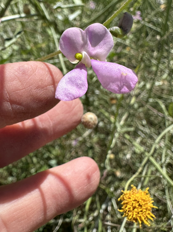 Flowers of Slimjim bean  and Sweetbush
