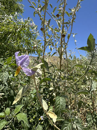 Two species of solanum plants