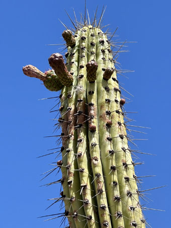 Organpipe flower buds and a developing fruit