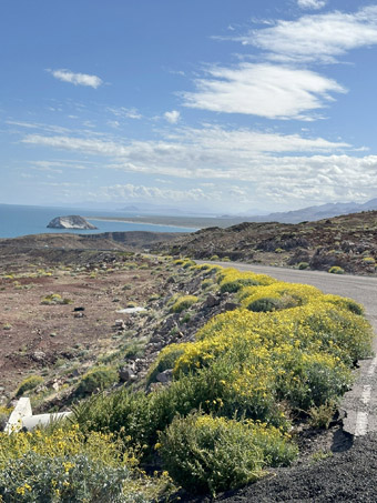 Brittlebush blooming at roadside