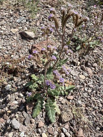 Cleft-Leaf Phacelia plant in bloom