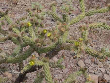  Peninsular cholla