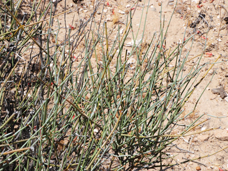 sticklike stems of Mormon tea