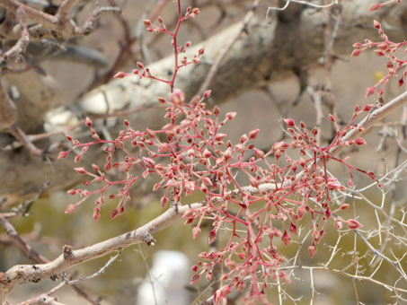 pink buds of Elephant tree