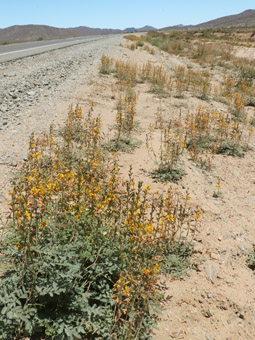 Pig-Nut plants at the edge of the highway