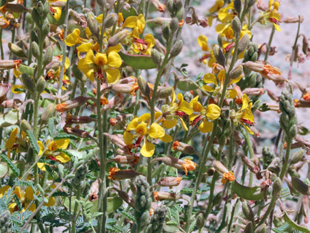 yellow flowers and flattened pods of Pig-nut