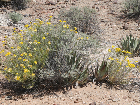 Paper daisy, white bursage and desert agave