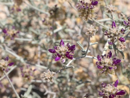 purple flowers of dye bush