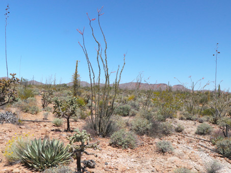 plants of the Central Desert scrub