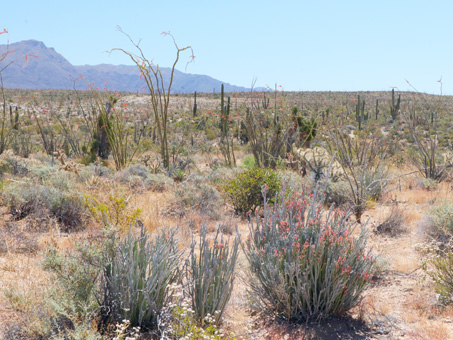 Wax plants with their red flowers and fruits near the stem tips