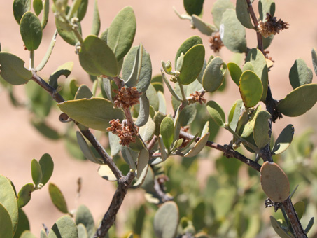 leathery leaves of Jojoba