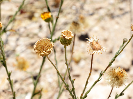 Drying heads and fruit of Tansy-asterTansy-aster